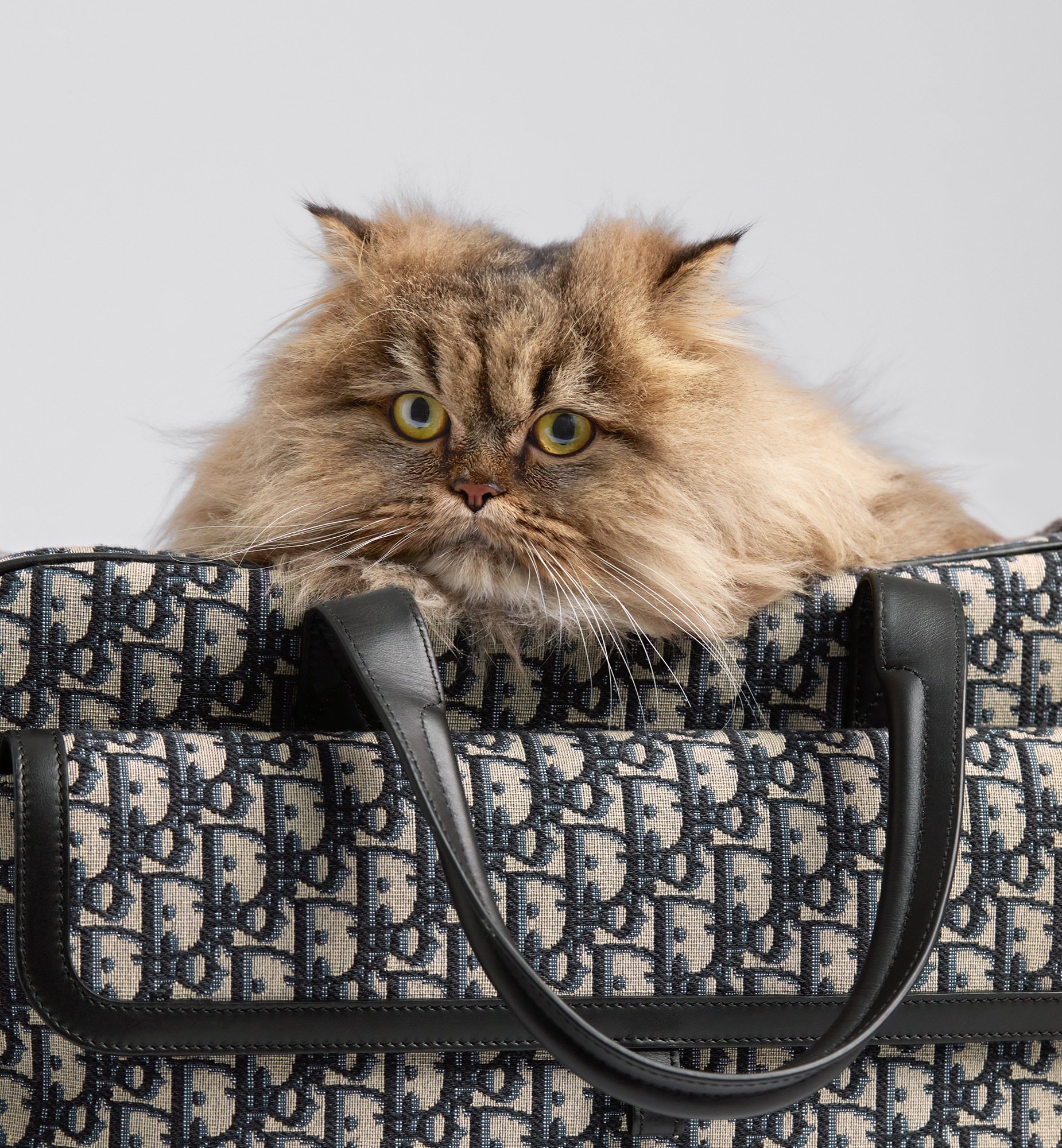 Dior Hit the Road Pet Carrier Bag Worn view cropped