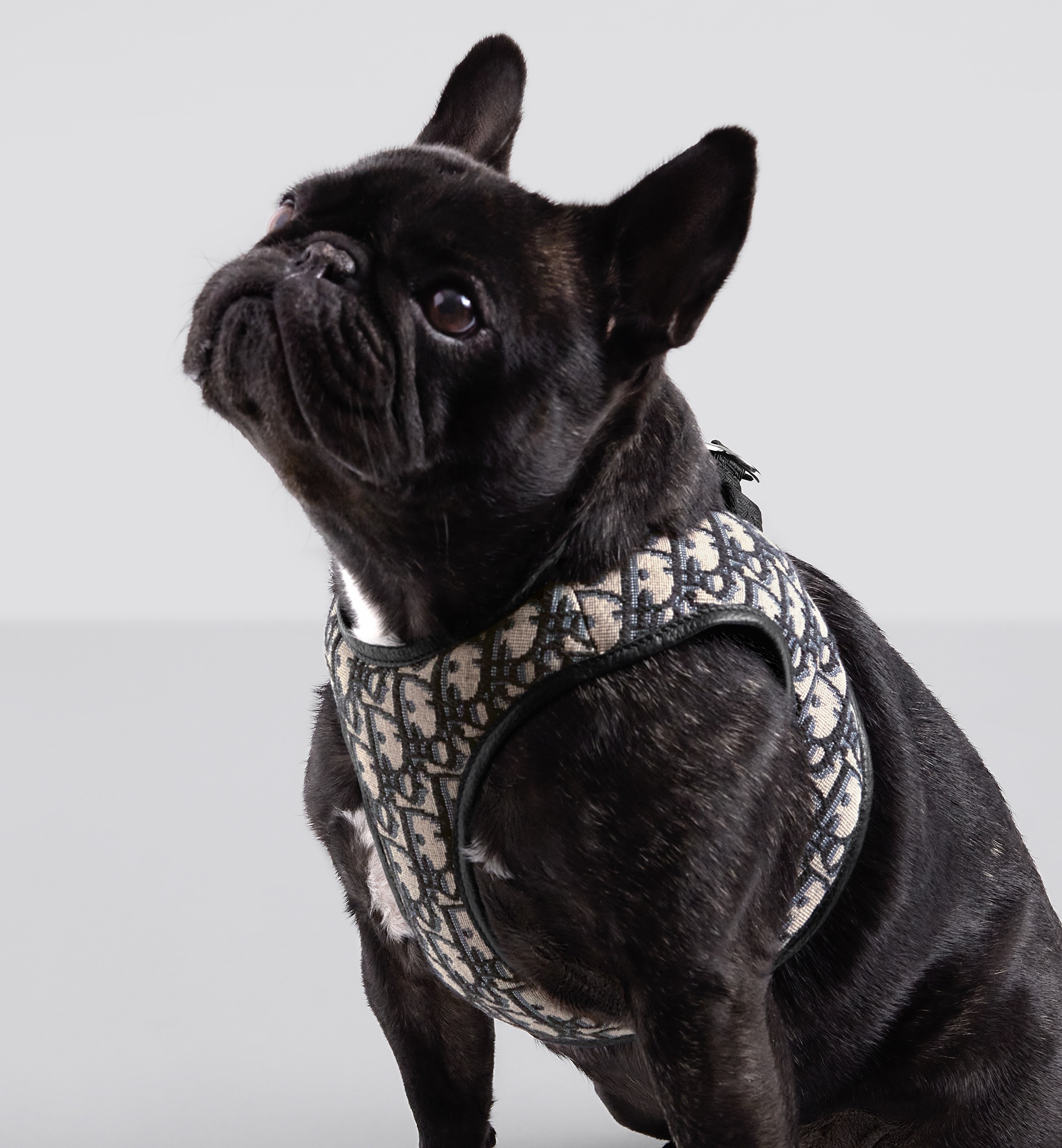 Pet Harness