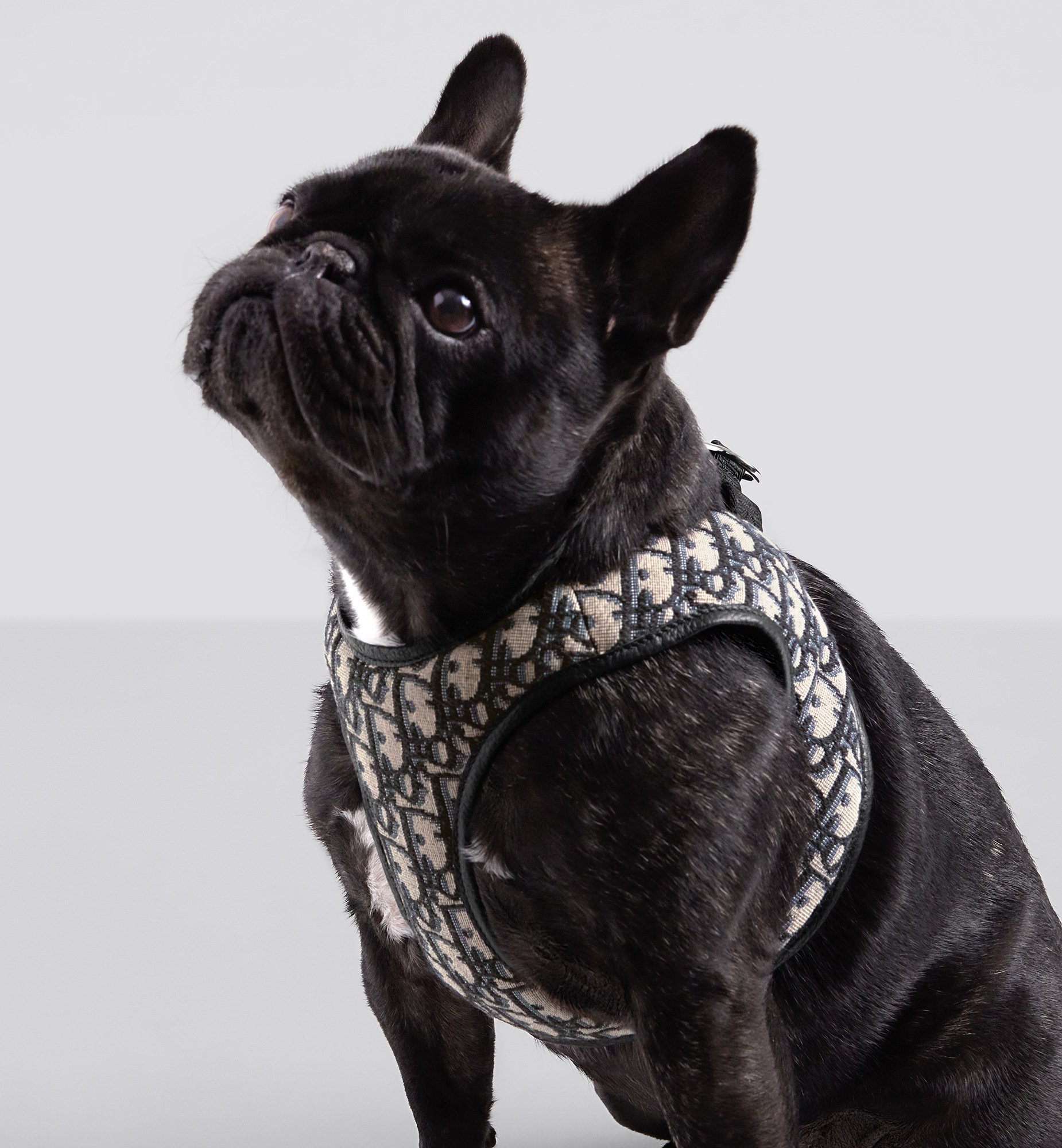 Pet Harness Detailed view