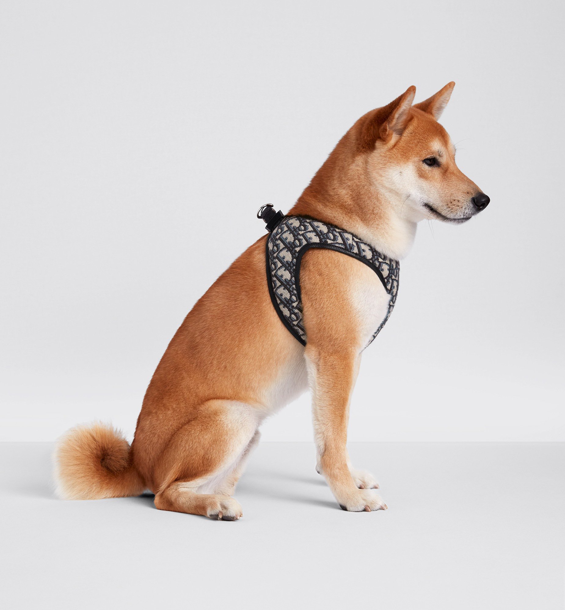 Pet Harness Worn view cropped