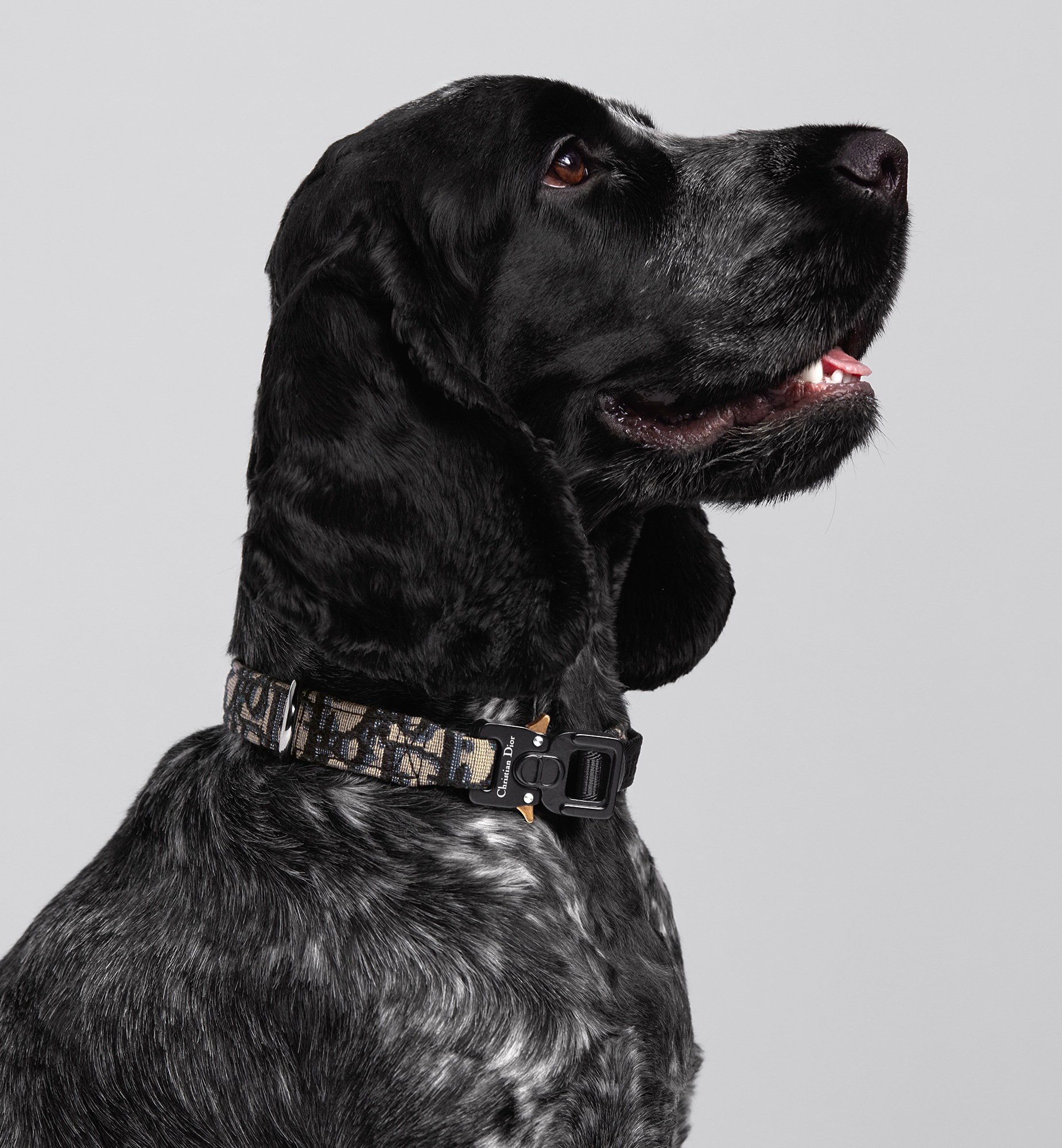 Pet Collar Detailed view